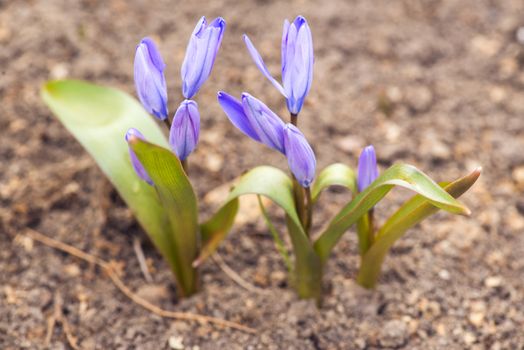 purple crocuses in spring day. side view