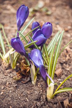 purple crocuses in spring day. side view