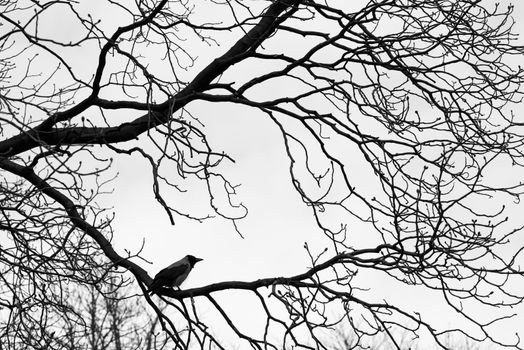 Crows  on tree branches. Black and white. background