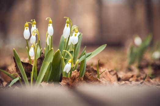 showdrop flowers in the forest. Spring theme