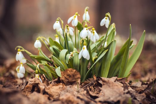 showdrop flowers in the forest. Spring theme