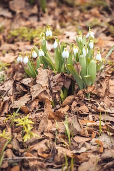 showdrop flowers in the forest. Spring theme. Vertical