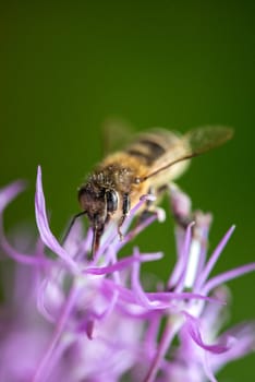 bee on the violet flower. with copyspace