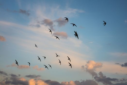 Flock of birds flying across a fiery sunset sky.