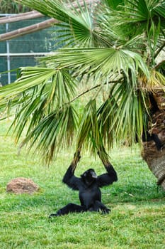 black female gibbon in zoo climbing on palm tree