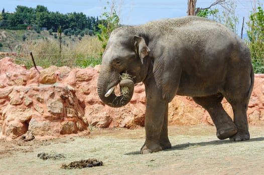 Two asian elephants and palm tree in Athans zoo 