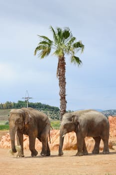 Two asian elephants and palm tree in Athans zoo 