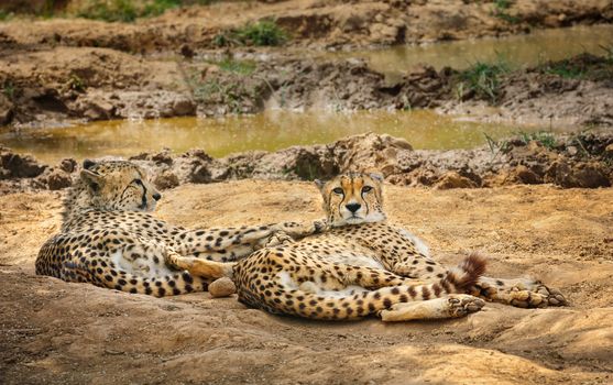 Two adult cheetah gepard lying on ground in zoo