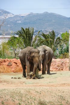 Two asian elephants and palm tree in Athans zoo 