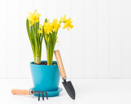 Beautiful potted spring daffodils with small garden tools.