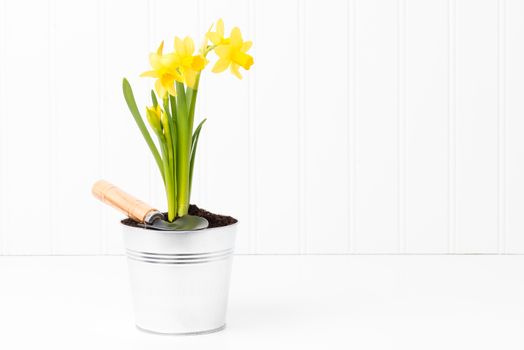 Clump of beautiful spring daffodils in a silver metal pot.