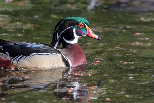 Wood Duck Male swimming in the lake at Crystal Springs Rhododendron Garden Closeup Portrait