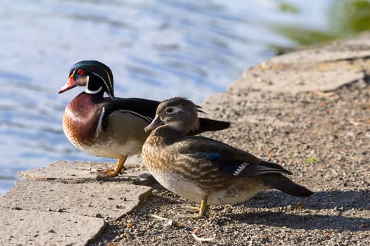 Wood Duck Male and Female pair by the lake at Crystal Springs Rhododendron Garden