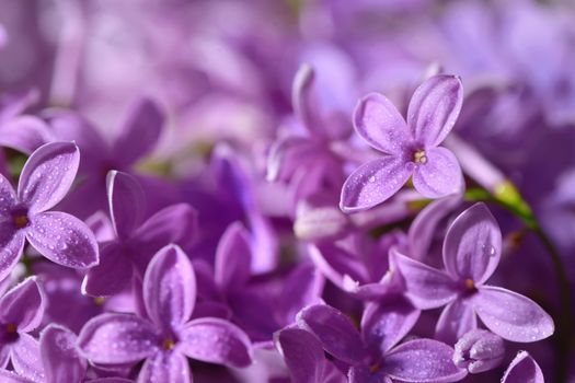 Macro image of spring lilac violet flowers