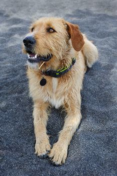 Stray dog with collar having rest at black sand beach of Santorini