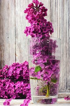 inflorescence may lilacs in glass vase with water
