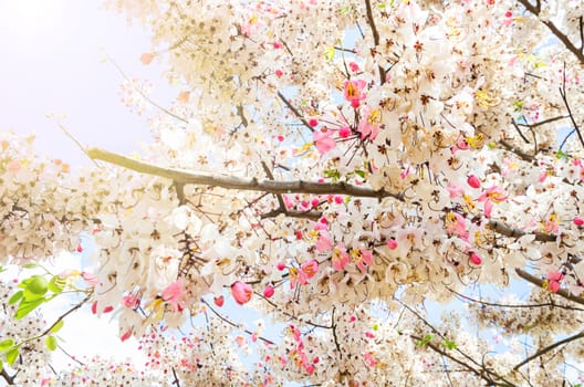 Wishing Tree, Pink Showe, Cassia Bakeriana Craib with daylight.