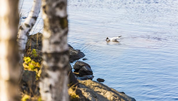 Black-Headed Gull in River eating by the shore.