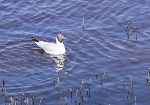 Black-Headed Hull in water.