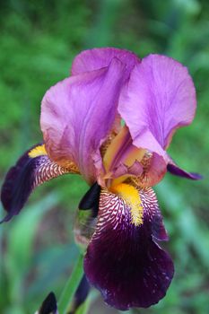 one big violet  iris on the garden. photo