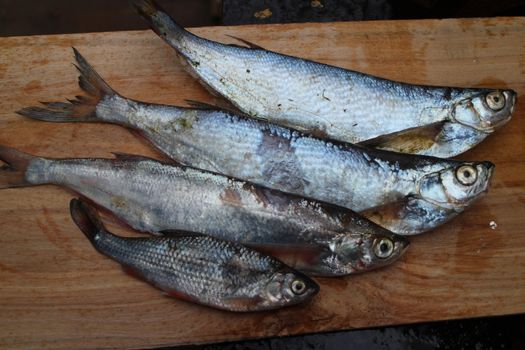 Four freshly caught fish sabrefish and roach