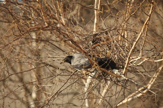 Raven  nest view from above close to