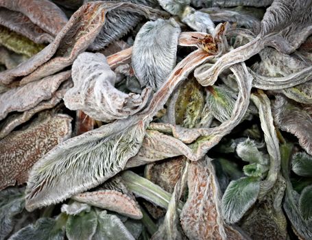 abstract background or texture hairy leaves a withered flowers