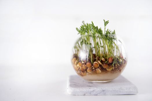 The vegetation of small seeds of lentils in a glass jar