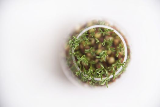 The vegetation of small seeds of lentils in a glass jar