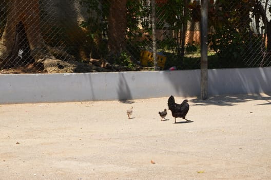 Chickens in the school yard walking around.