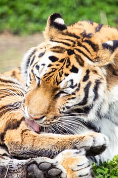 Siberian tiger grooming
