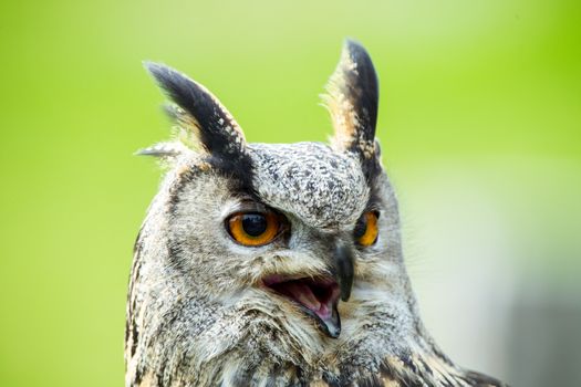 European Eagle-owl portrait