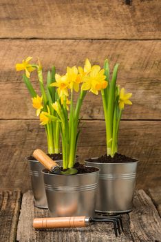 Daffodils in metal containers against a rustic barnboard background.