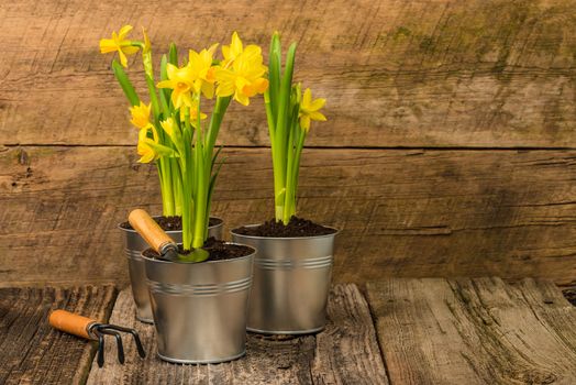 Daffodils in metal containers against a rustic barnboard background.