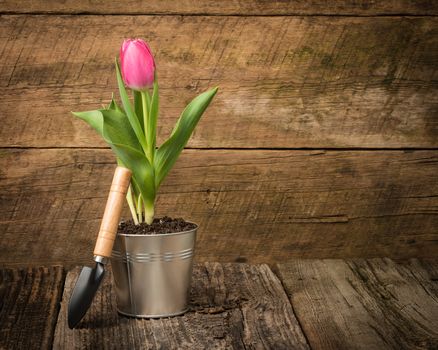 Single pink tulip on a worn barnboard background.