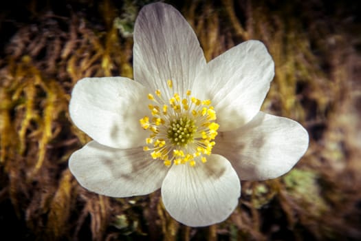 Wood Anemone is a white spring flower