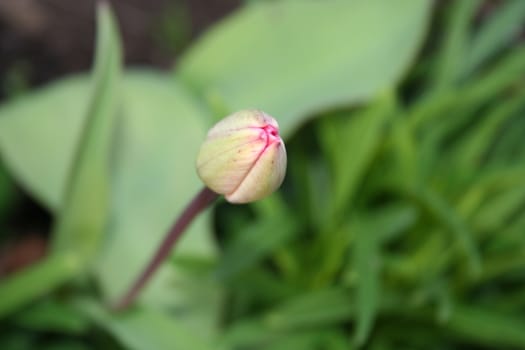 Tulip