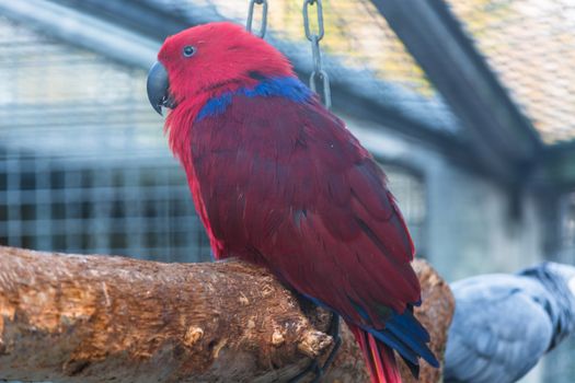 Parrot with a red and blue plumage.