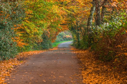 Indian Summer, forest path in the Fall