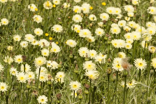 Dandelion, Taraxacum, yellow flowers in full bloom