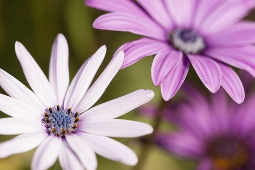 Close up of Purple Sunflowers, Dimorphotheca, under bright light