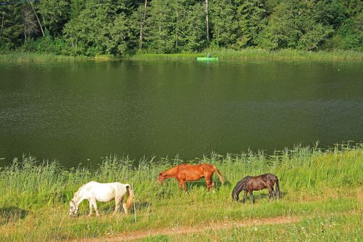 Horses  grazing on rural meadow by the lake named Ratasjärv. Lake, fisherman and forest in background. Early morning sunlight. Rouge with its many beautiful lakes is a popular area for visitors and tourists.