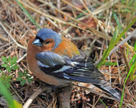 Male chaffinch (Fringilla coelebs) in spring morning.