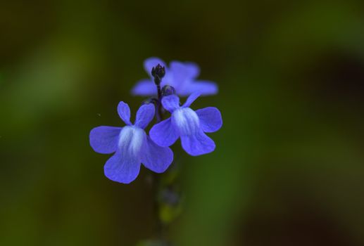 Closeup photo of Blue Toadflax flower 