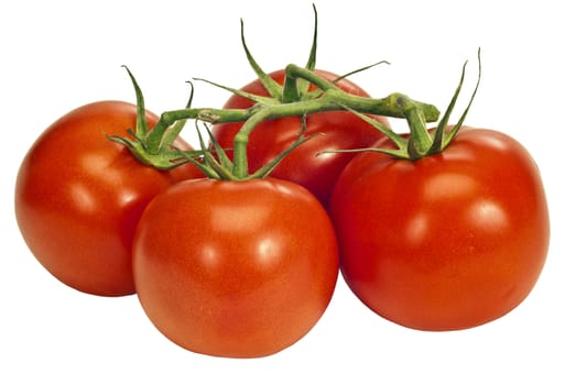 Close up of juicy red tomatoes still attached to vine.  Isolated on white