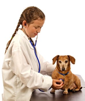 Adorable little girl playing doctor or veterinarian listening to little dog's heartbeat. Wearing oversized doctor's lab coat