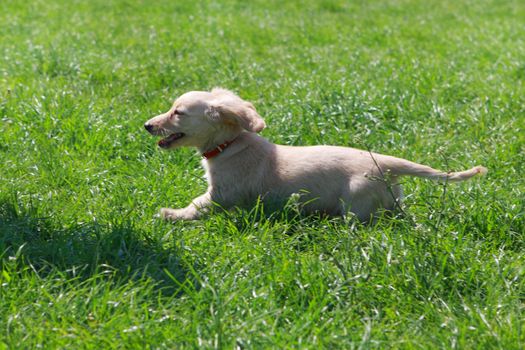 Dachshund puppy running white on the green grass in the garden 