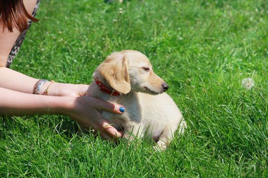 White Dachshund puppy sitting on the green grass in the hands of women 