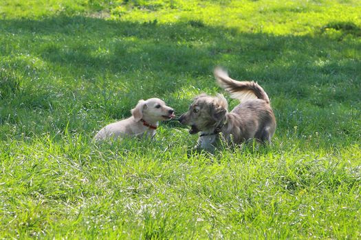  Two Dachshunds are played on the green grass in the summer garden 