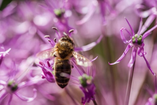 bee on the violet flower. with copyspace